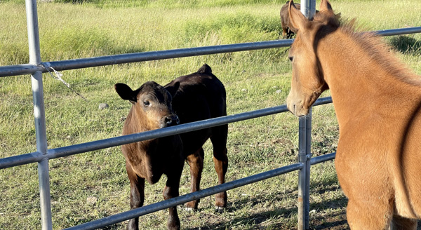 cascade-cow-cutters-cutting-horse-stallion-auction